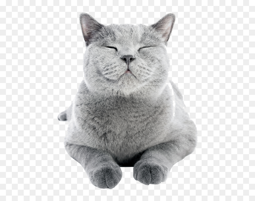 Cute-cat - Cat Smiling, HD Png Download - cute cat png