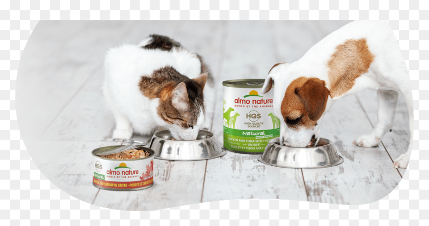 Dog And Cat Eating, HD Png Download - people walking dog png