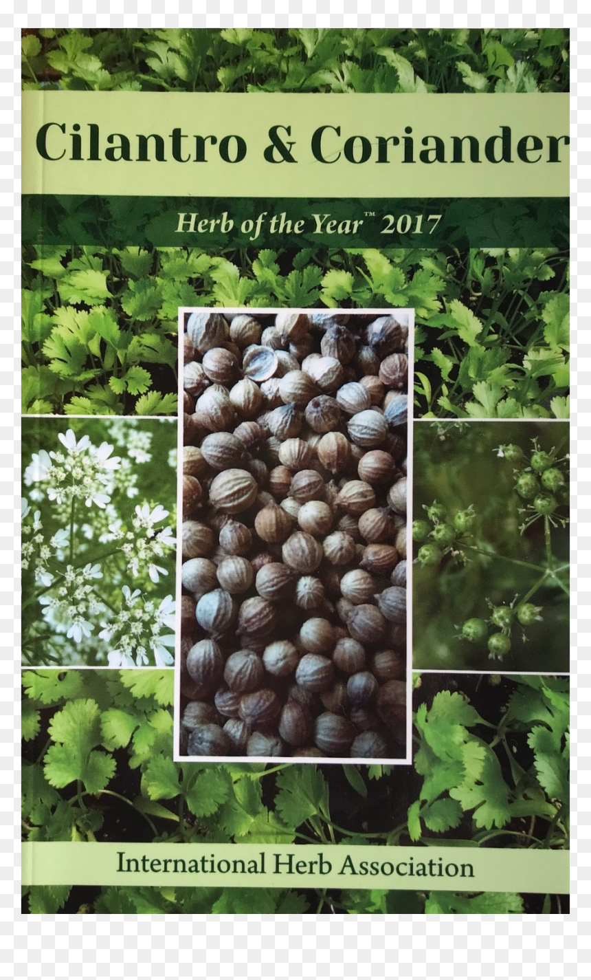 Seed, HD Png Download - cilantro png