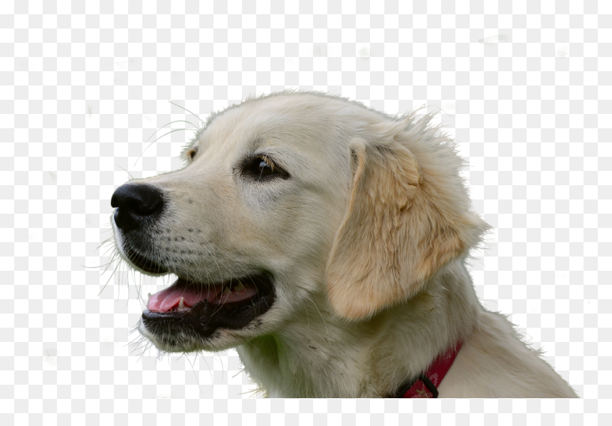 Golden Retrievers Male Names, HD Png Download - golden retriever png