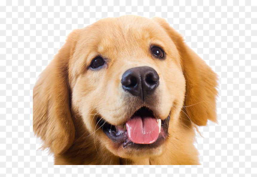 Golden Retriever Transparent Images - Golden Retriever Png, Png Download - golden retriever png