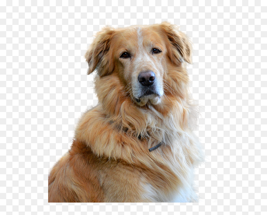 Old Golden Retriever Transparent, HD Png Download - golden retriever png