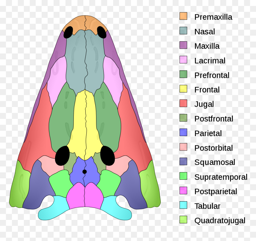 Dermatocranium Bones, HD Png Download - skull and bones png