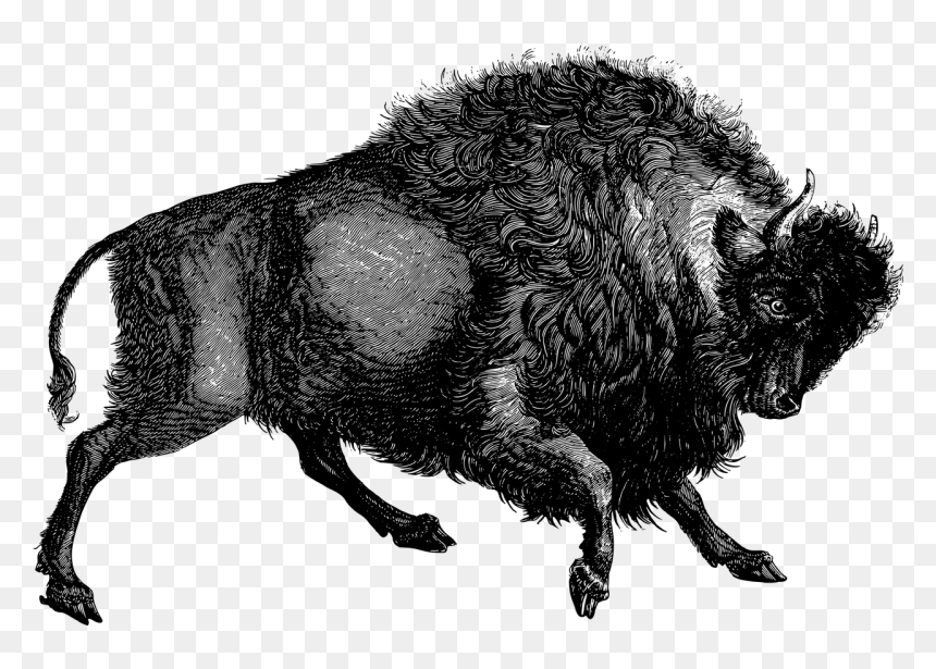Buffalo Png, Transparent Png - buffalo png