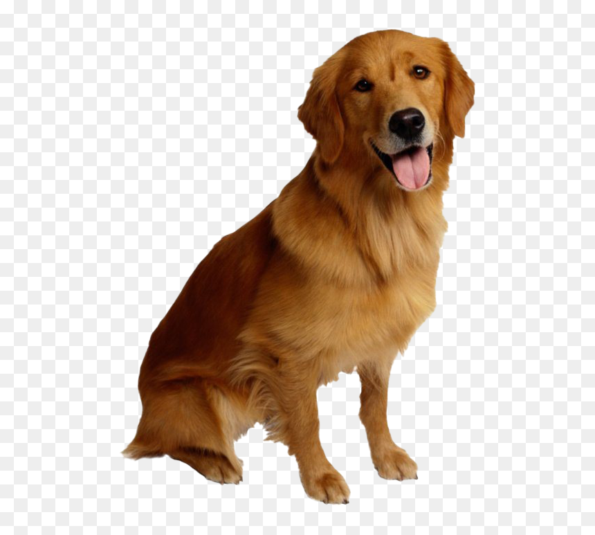 Golden Retriever Dog - Golden Retriever Dog Png, Transparent Png - golden retriever png