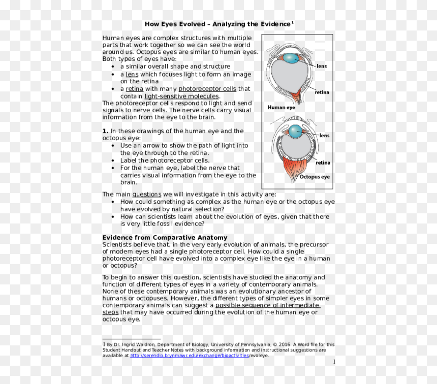 Information About Human Eye, HD Png Download - human eyes png