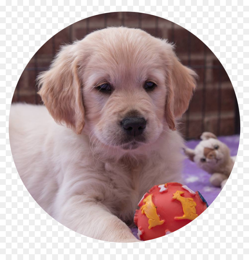 Golden Retriever , Png Download - Golden Retriever Puppies Circle, Transparent Png - golden retriever png
