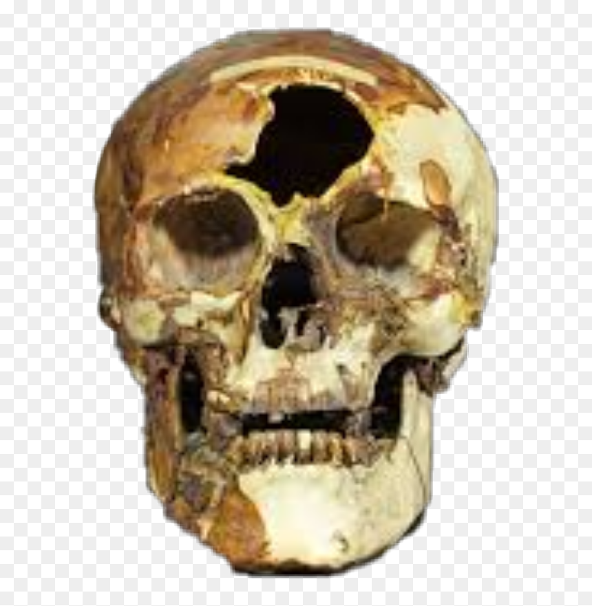Transparent Skull And Bones Png - Skull, Png Download - skull and bones png