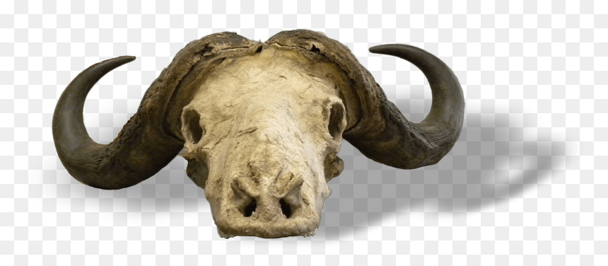 African Buffalo , Png Download - Argali, Transparent Png - buffalo png