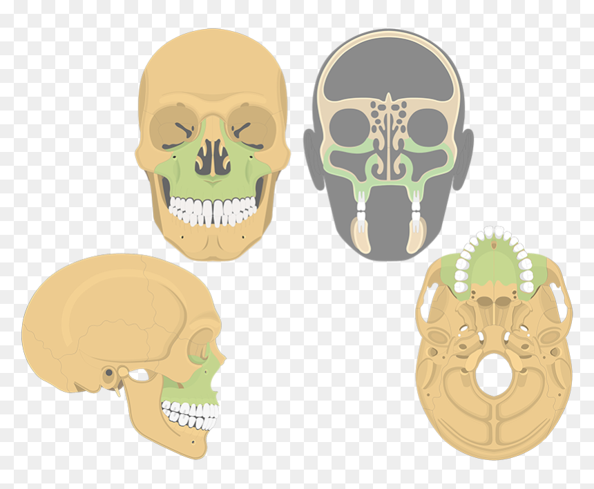 Skull, HD Png Download - skull and bones png