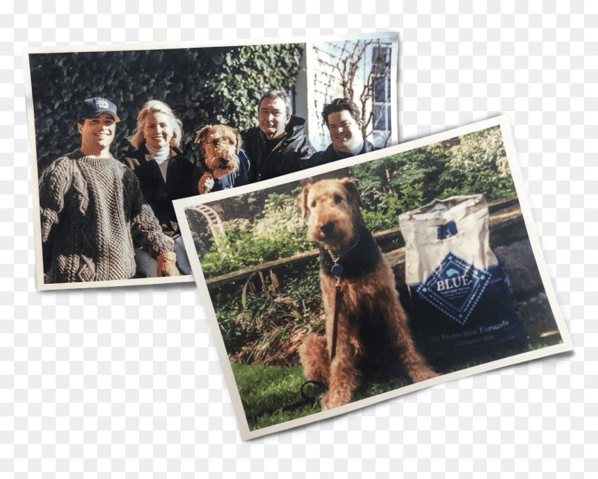 Family Photo Collage Of The Bishops And Their Airedale - Grizzly Bear, HD Png Download - buffalo png