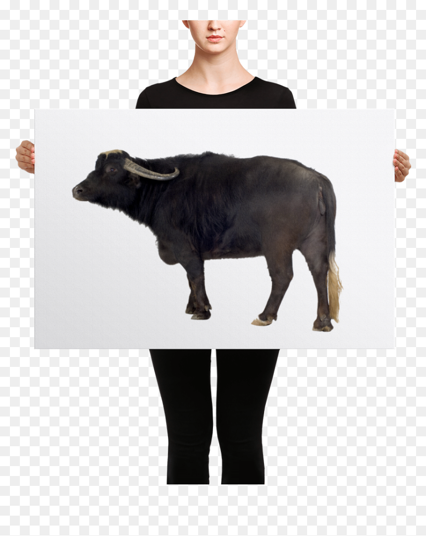 Black Mask Red Pied French Bulldog Canvas , Png Download - California Wildflower Drawing, Transparent Png - buffalo png