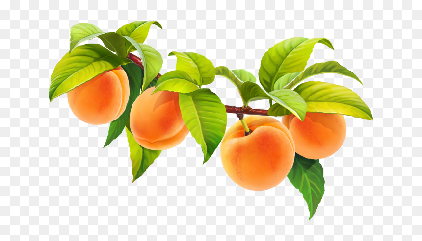 Peach Fruit Png - Tangerine, Transparent Png - fruit tree png