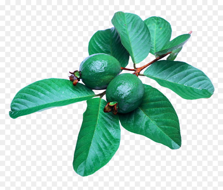 Guava Png - Guava Leaf, Transparent Png - fruit tree png