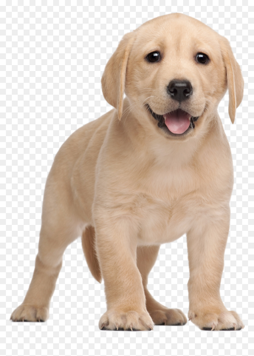 Labrador Yorkshire Terrier Clip - Labrador Puppy Png, Transparent Png - golden retriever png