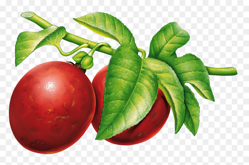 Plum Png, Transparent Png - fruit tree png