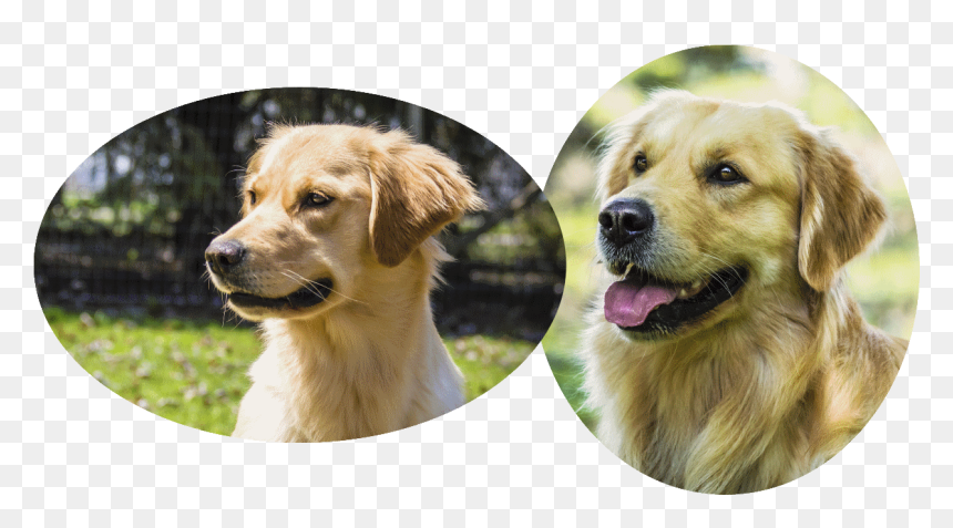 Hellie Pedigree And Clearances - Golden Retriever, HD Png Download - golden retriever png