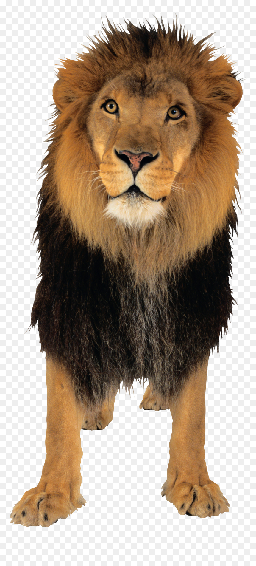 Lion Pngimg, Transparent Png - lion.png