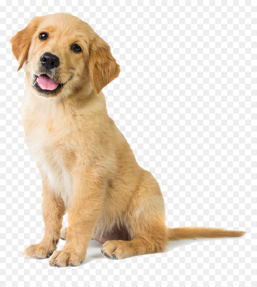 Happy Golden Retriever Puppy - Golden Retriever Dog, HD Png Download - golden retriever png