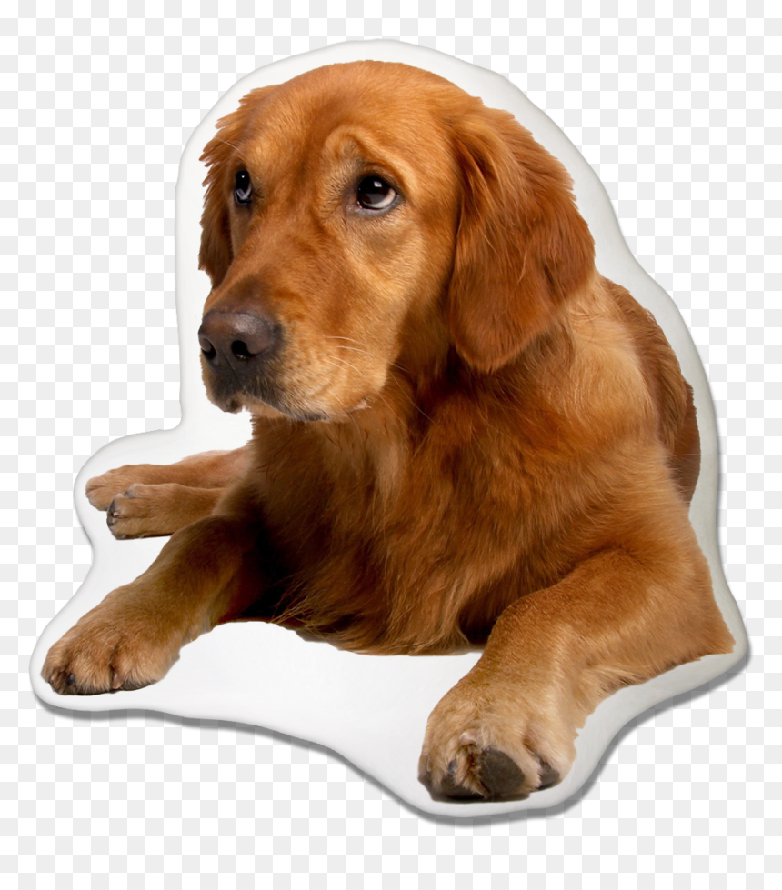 Golden Retriever Dog Pillow - Golden Retriever Puppy Labrador, HD Png Download - golden retriever png