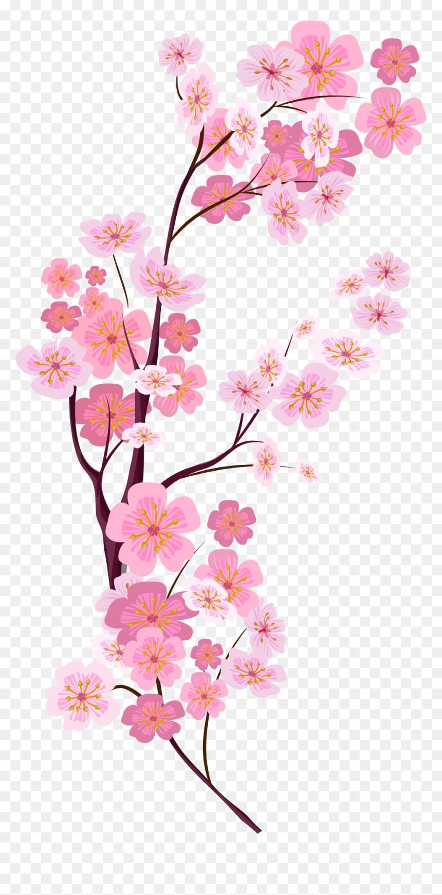 Bunga Sakura Vector Png, Transparent Png - vhv