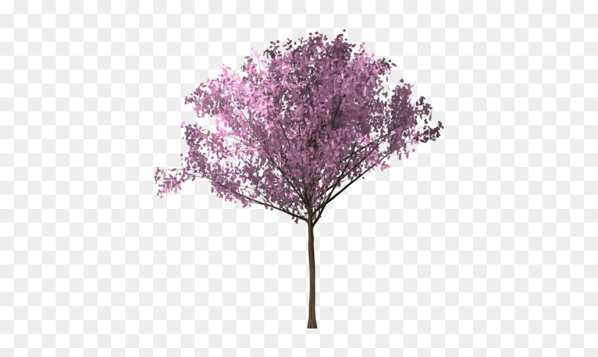 Bunga Sakura Png, Transparent Png - sakura tree png