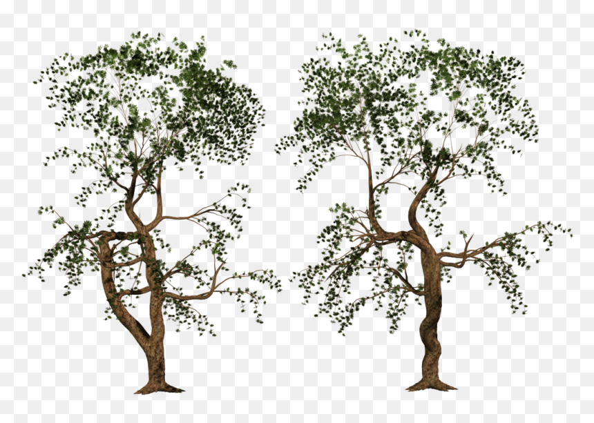 Sakura Tree Png Download - Tree Stock Photo Png Hd, Transparent Png - sakura tree png