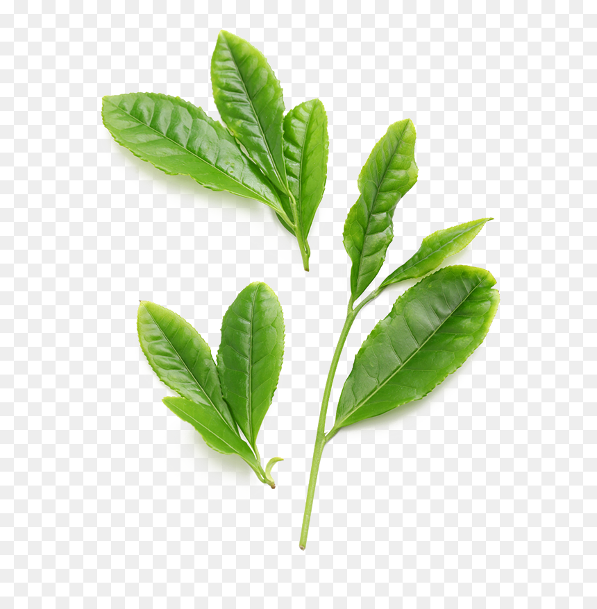 Green Tea Plant Png, Transparent Png - green tea png