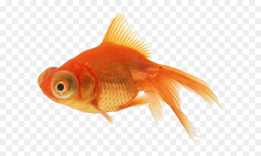 Golden Fish, HD Png Download - gold fish png
