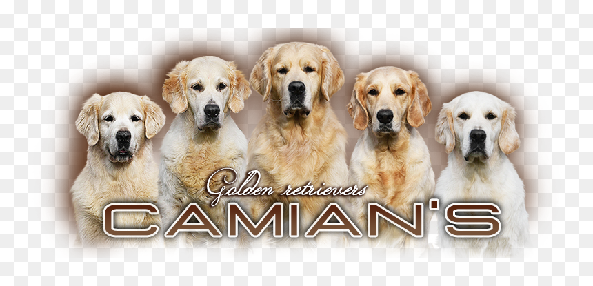 Golden Retriever - Camian"s - Golden Retriever, HD Png Download - golden retriever png