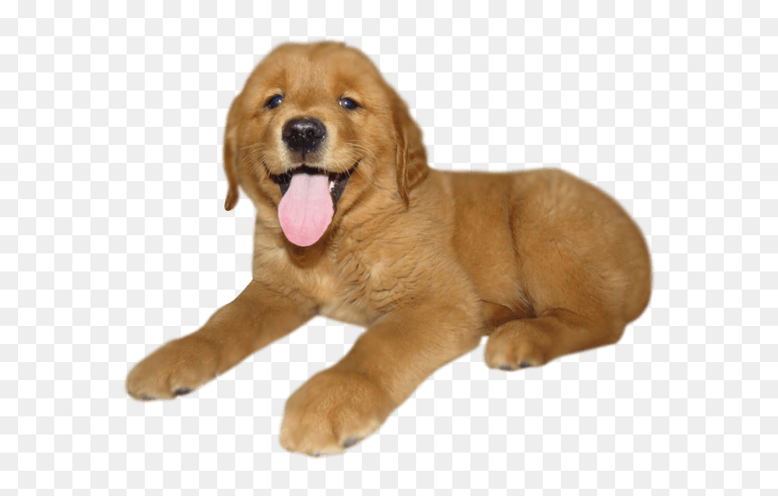 Puppy Png, Transparent Png - golden retriever png