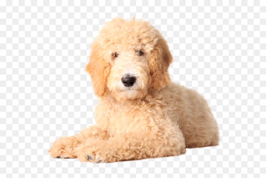 Goldendoodle Golden Retriever Labradoodle Poodle Puppy - Goldendoodle Png, Transparent Png - golden retriever png
