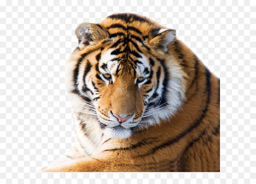 Tiger With White Background, HD Png Download - tiger face png