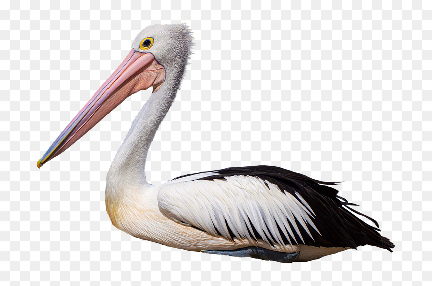 White Pelican, HD Png Download - pelican png