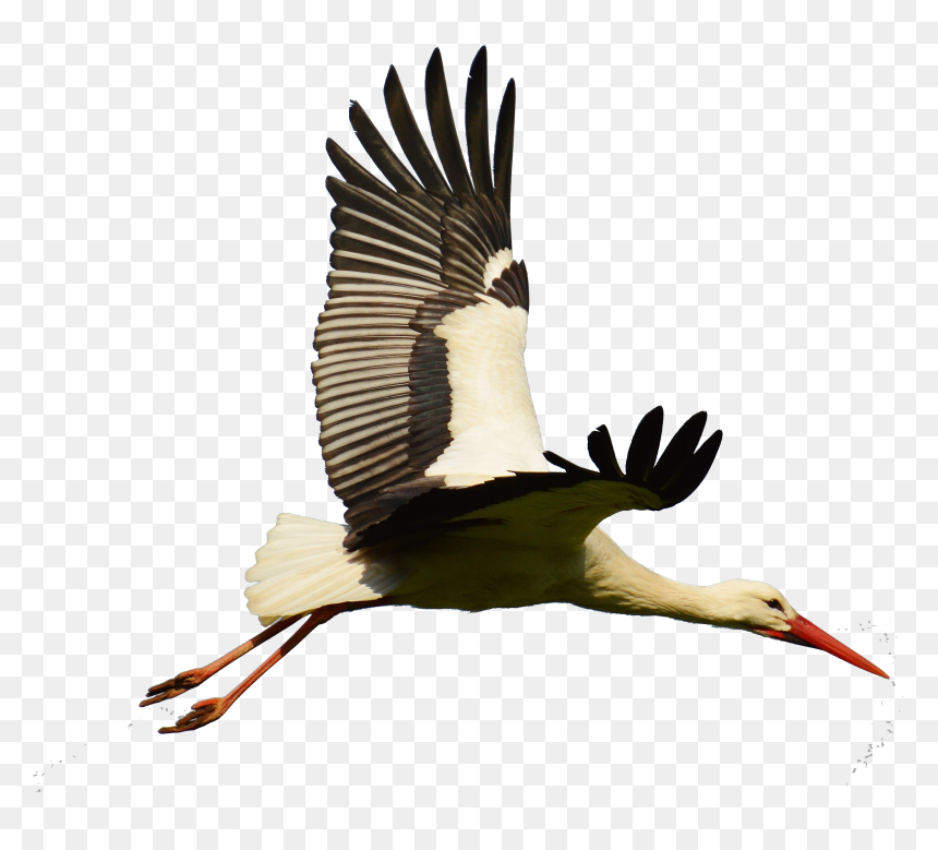 White Bird Flight Flying, HD Png Download - bird flying png