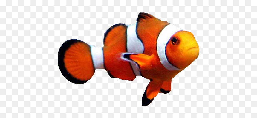 Goldfish Clownfish Aquarium Clown Loach - Clown Fish No Background, HD Png Download - gold fish png