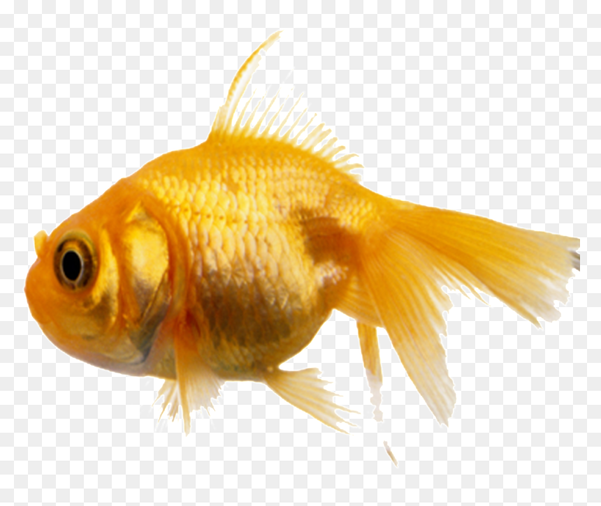 Aesthetically Beautiful Small Fish Static Png - 金鱼, Transparent Png - gold fish png