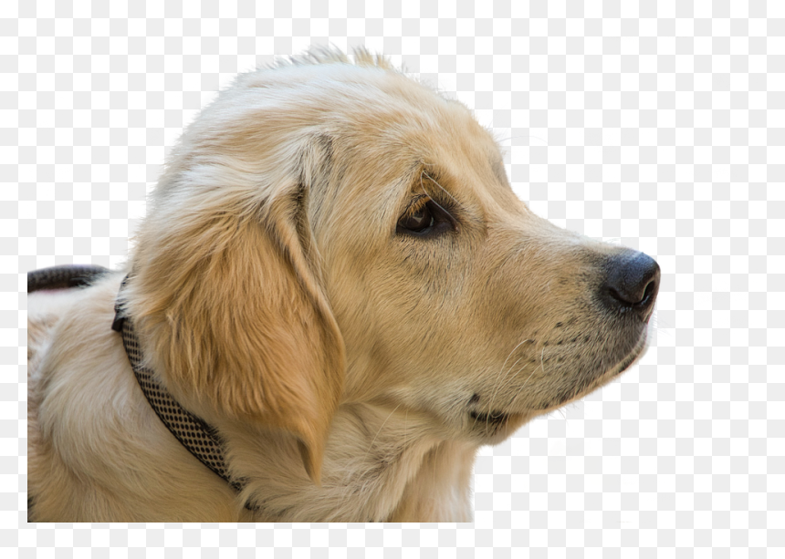 Golden Retriever Puppy, HD Png Download - golden retriever png