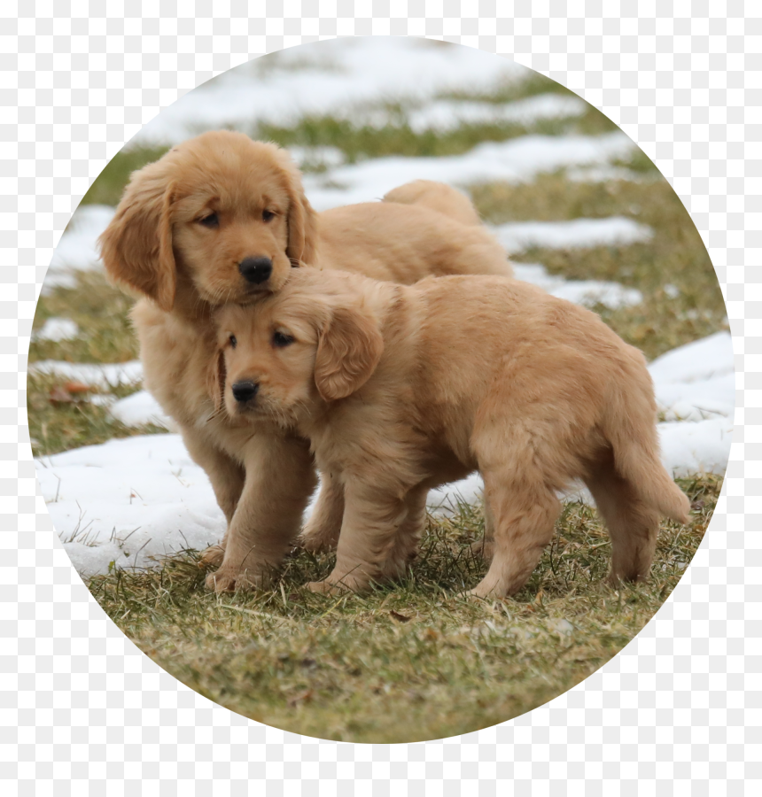 Golden Retriever, HD Png Download - golden retriever png