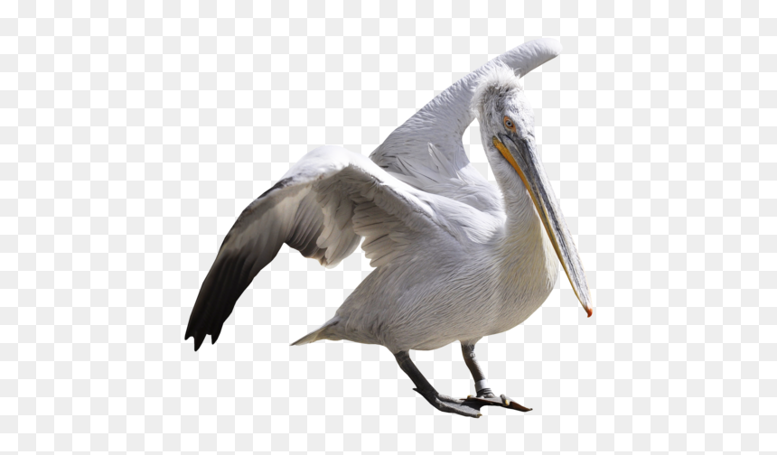 Pelican Transparent Background, HD Png Download - pelican png