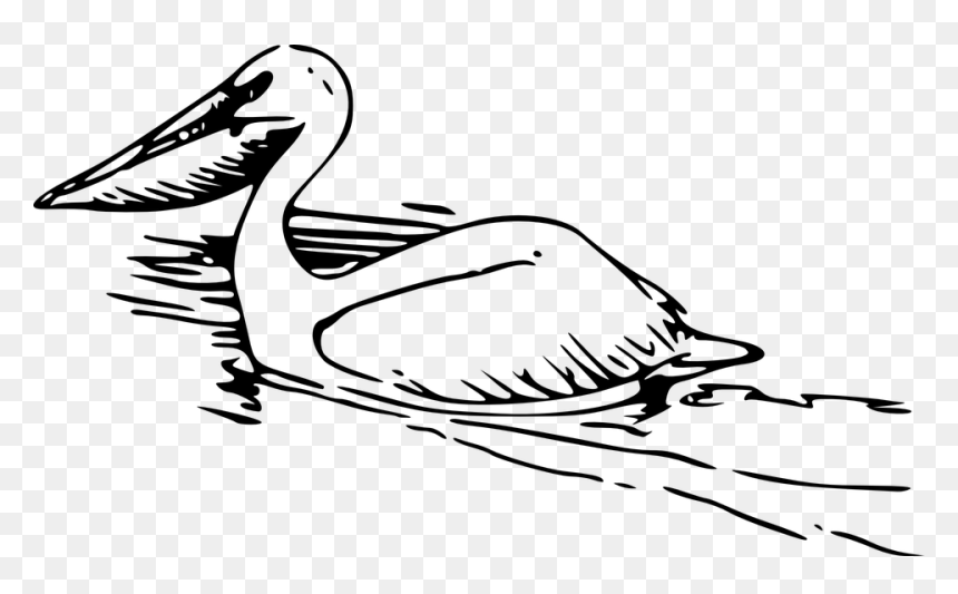Pelican Png Icons - Pelican Black And White, Transparent Png - pelican png
