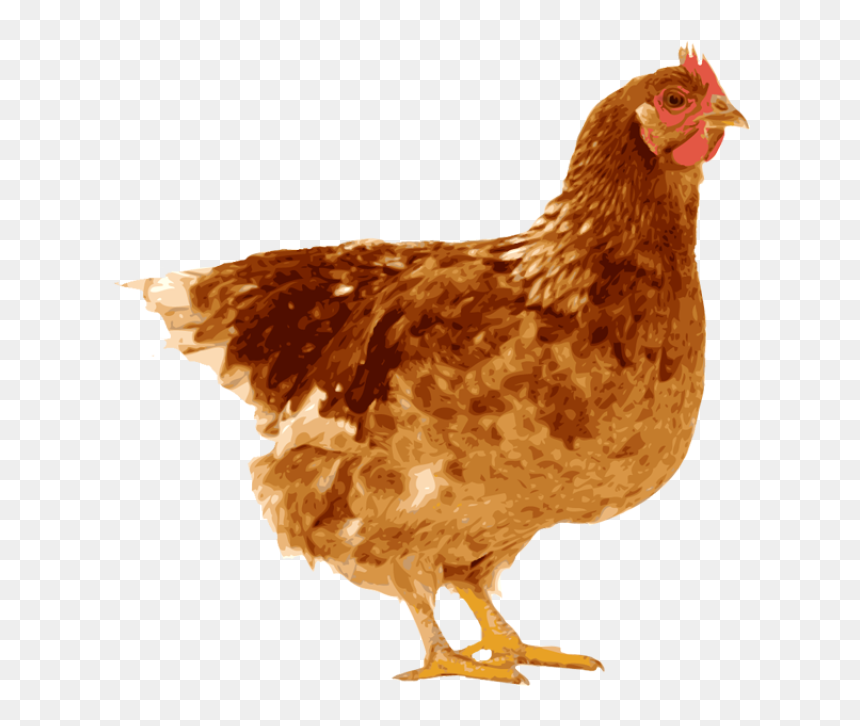 Indian Clipart Hen - Hen And Egg, HD Png Download - hen png