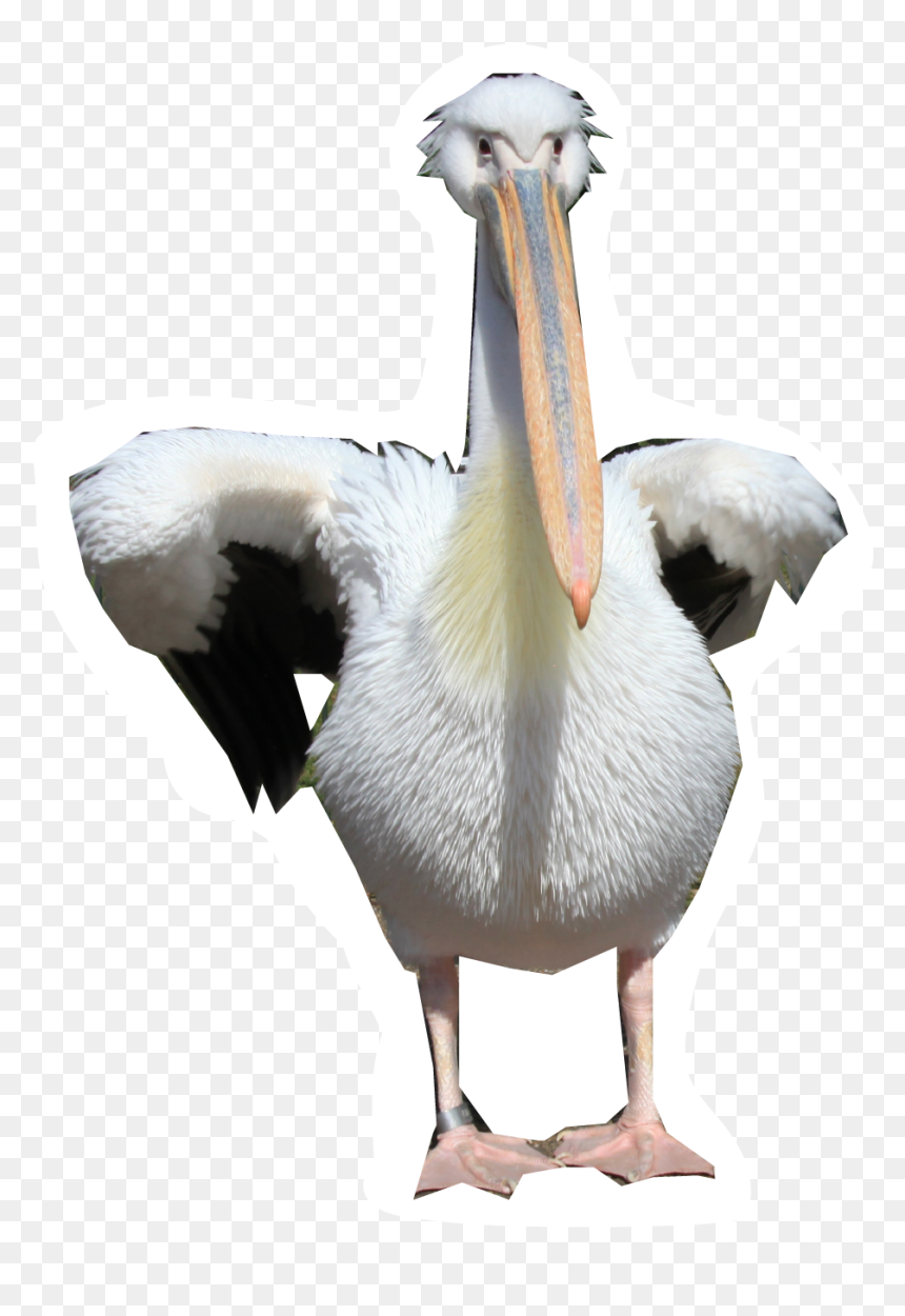 Pelicans Walking Png Png Images - Pelican Transparent, Png Download - pelican png