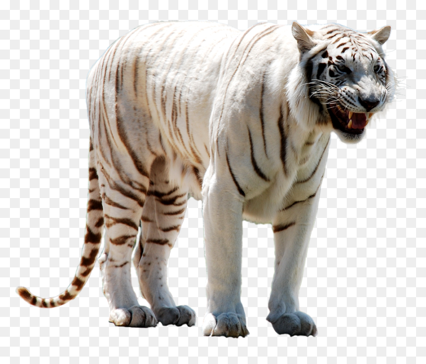 White Tiger Face Png - Real White Tiger Png, Transparent Png - tiger face png