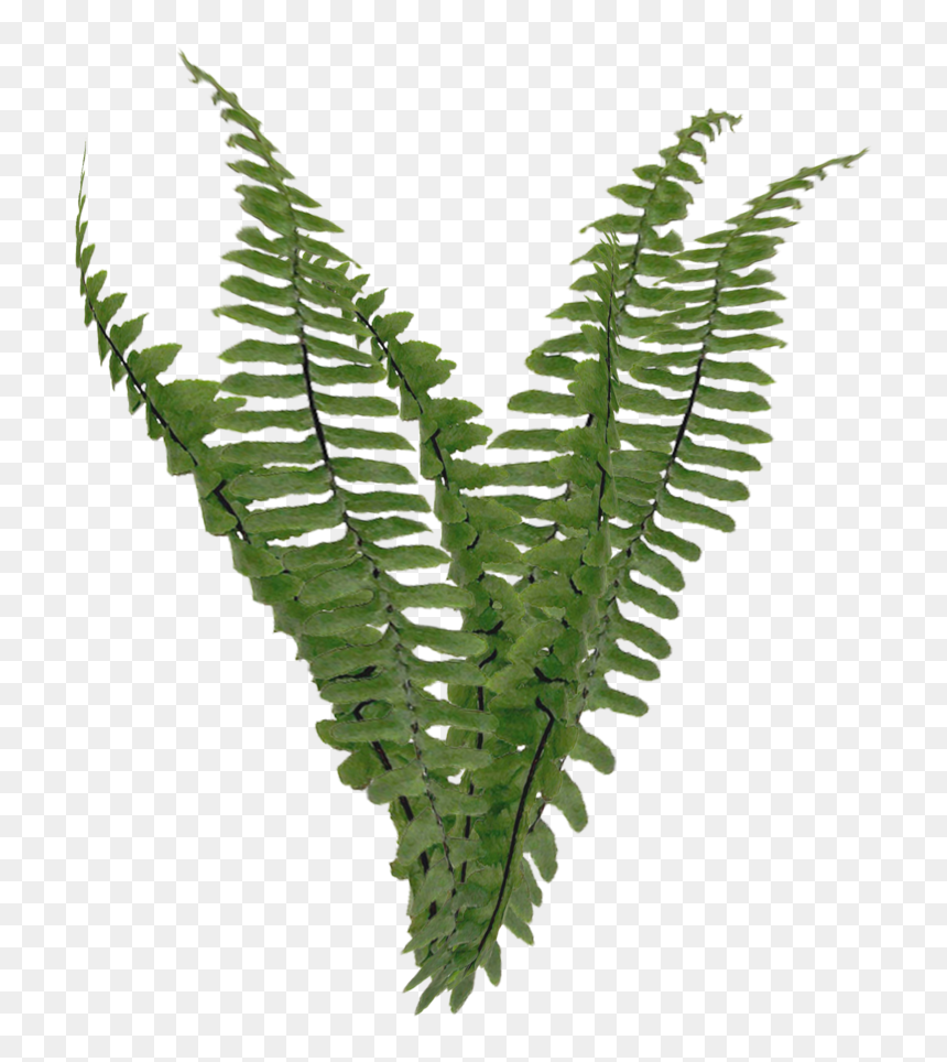 Transparent Background Png Foliage , Png Download - Fern Png, Png Download - ferns png