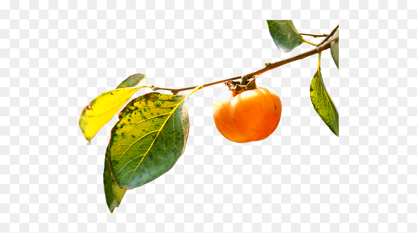Persimmon Png - Orange Branch Png, Transparent Png - fruit tree png