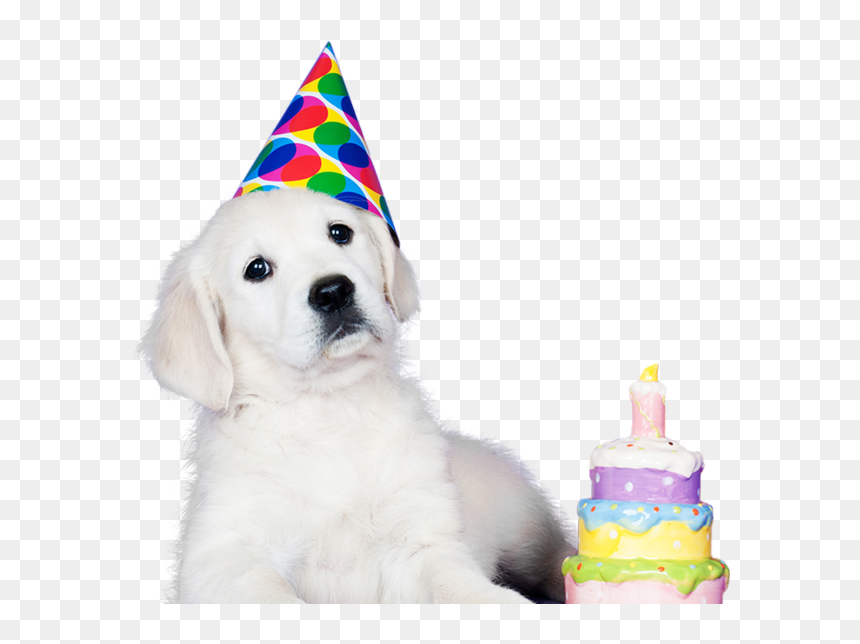 Dog Party Hat Transparent, HD Png Download - birthday hat transparent png