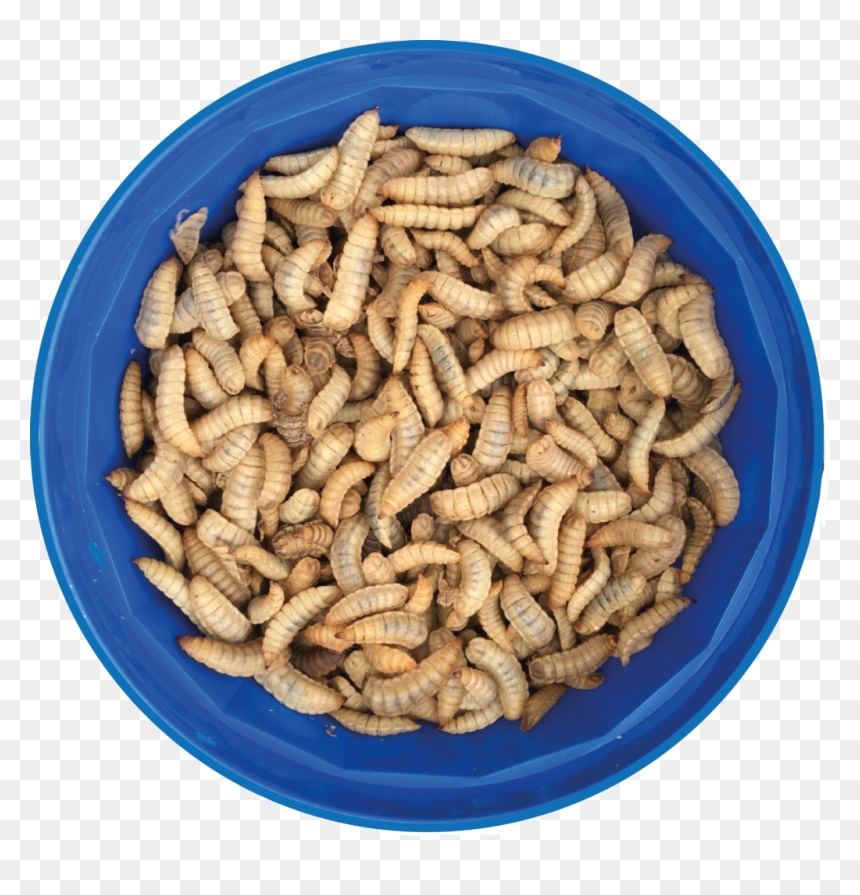 Hermetia Illucens Maggots, HD Png Download - limited time offer png