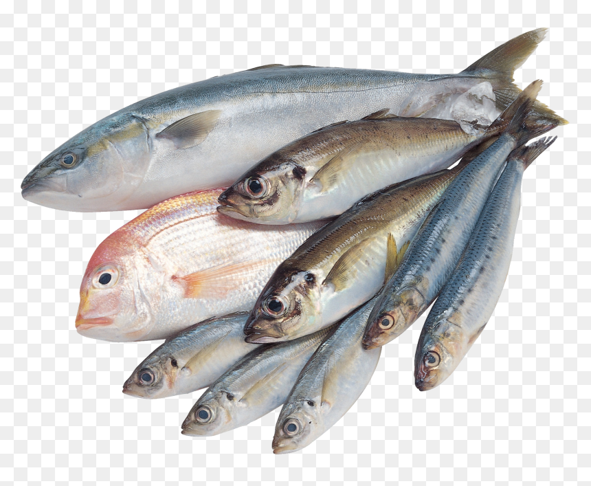 Fishes Png, Transparent Png - fishes png