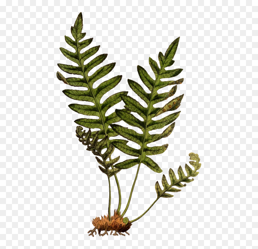 Common Ferns Png - Polypody Png, Transparent Png - ferns png